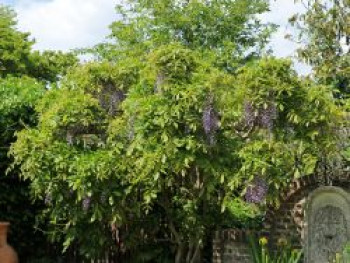 Blauregen 'Domino', 60-100 cm, Wisteria floribunda 'Domino', Containerware
