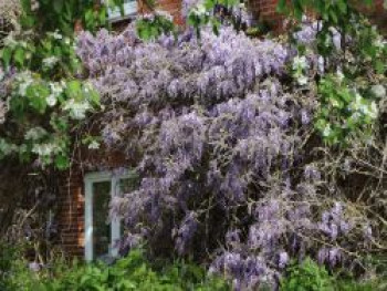 Blauregen / Glyzine / Wisterie / Chinesischer Blauregen, 100-150 cm, Wisteria sinensis, Containerware