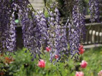 Blauregen 'Issai-naga', 40-60 cm, Wisteria floribunda 'Issai-naga', Containerware