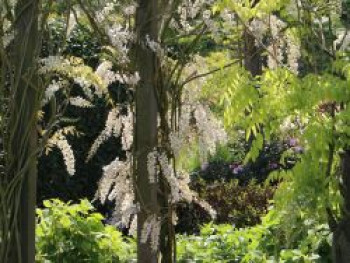 Blauregen &#8218;Longissima Alba&#8216;, 60-100 cm, Wisteria floribunda &#8218;Longissima Alba&#8216;, Containerware