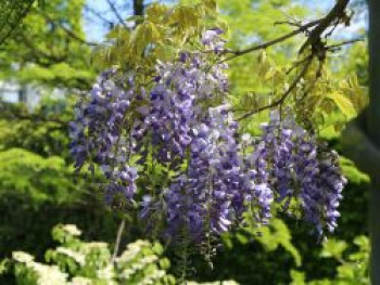 Blauregen, 150-175 cm, Wisteria floribunda, Containerware