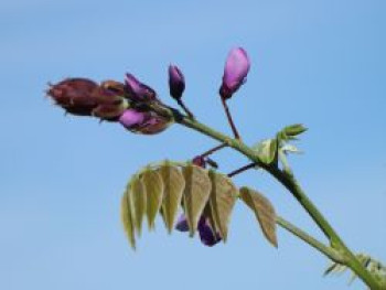 Blauregen 'Okoyama', 60-100 cm, Wisteria brachybotrys 'Okayama', Containerware