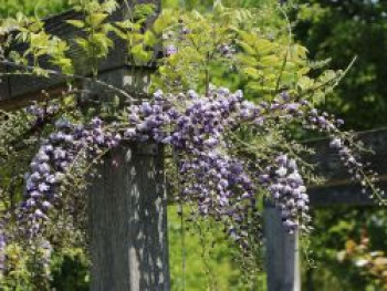 Blauregen &#8218;Violacea Plena&#8216;, 60-100 cm, Wisteria floribunda &#8218;Violacea Plena&#8216;, Containerware