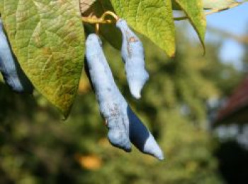 Blauschote, 100-125 cm, Decaisnea fargesii, Containerware