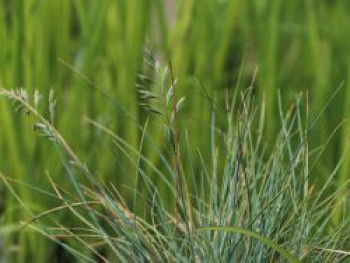 Blauschwingel &#8218;Auslese&#8216;, Festuca cinerea &#8218;Auslese&#8216;, Topfware