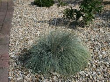 Blauschwingel &#8218;Bergsilber&#8216;, Festuca cinerea &#8218;Bergsilber&#8216;, Topfware