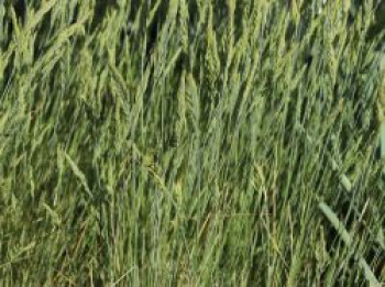 Blauschwingel &#8218;Blauglut&#8216;, Festuca cinerea &#8218;Blauglut&#8216;, Topfware