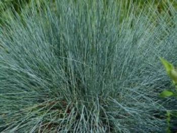 Blauschwingel 'Cool as Ice', Festuca glauca 'Cool as Ice', Topfware