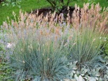 Blauschwingel, Festuca cinerea, Topfware