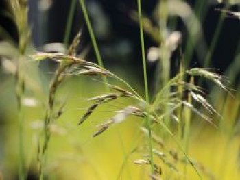 Blaustrahlhafer &#8218;Saphirsprudel&#8216;, Helictotrichon sempervirens &#8218;Saphirsprudel&#8216;, Topfware