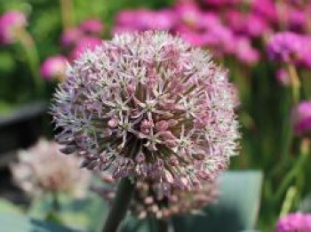 Blauzungen-Lauch, Allium karataviense, Topfware