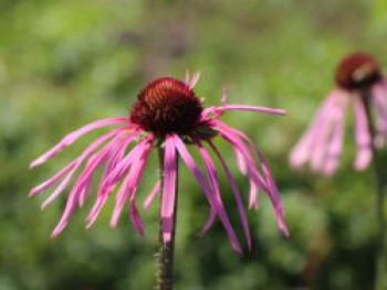 Bleicher Scheinsonnenhut, Echinacea pallida, Topfware