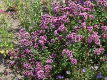 Blüten-Dost 'Rosenkuppel', Origanum laevigatum 'Rosenkuppel', Topfware
