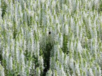 Blüten-Salbei &#8218;Adrian&#8216; / &#8218;Schneehügel&#8216;, Salvia nemorosa &#8218;Adrian&#8216; / &#8218;Schneehügel&#8216;, Containerware