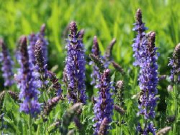 Blüten-Salbei &#8218;Blauhügel&#8216;, Salvia nemorosa &#8218;Blauhügel&#8216;, Topfware