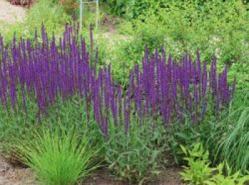 Blüten-Salbei &#8218;Caradonna&#8216;, Salvia nemorosa &#8218;Caradonna&#8216;, Containerware