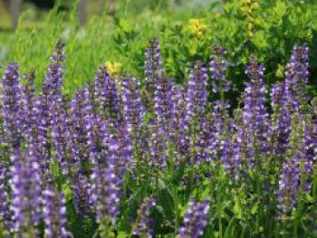 Blüten-Salbei Color Spiers &#8218;Azure Snow&#8216;, Salvia pratensis Color Spiers &#8218;Azure Snow&#8216;, Topfware