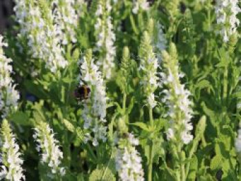 Blüten-Salbei &#8218;Compact White&#8216;, Salvia nemorosa &#8218;Compact White&#8216;, Topfware