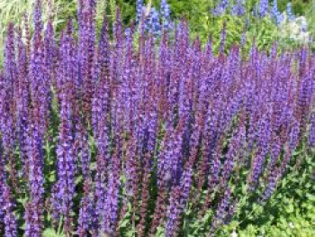 Blüten-Salbei &#8218;Jan Spruyt&#8216;, Salvia nemorosa &#8218;Jan Spruyt&#8216;, Topfware