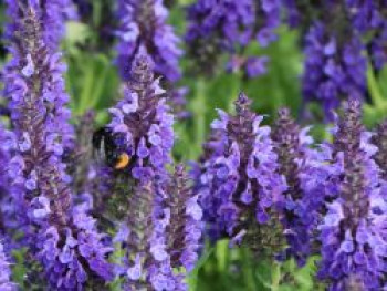 Blüten-Salbei &#8218;Marcus&#8216; ®, Salvia nemorosa &#8218;Marcus&#8216; ®, Topfware