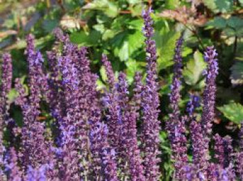 Blüten-Salbei &#8218;Merleau Blue&#8216; ®, Salvia nemorosa &#8218;Merleau Blue&#8216; ®, Topfware