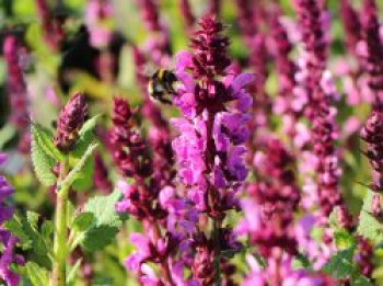 Blüten-Salbei &#8218;Merleau Rose&#8216; ®, Salvia nemorosa &#8218;Merleau Rose&#8216; ®, Topfware