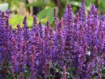 Blüten-Salbei &#8218;Ostfriesland Kompakt&#8216;, Salvia nemorosa &#8218;Ostfriesland Kompakt&#8216;, Topfware