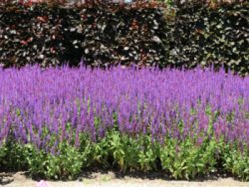 Blüten-Salbei 'Ostfriesland', Salvia nemorosa 'Ostfriesland', Containerware