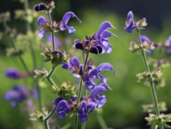 Blüten-Salbei &#8218;Rhapsody in Blue&#8216;, Salvia pratensis &#8218;Rhapsody in Blue&#8216;, Topfware