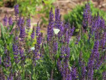 Blüten-Salbei &#8218;Tänzerin&#8216;, Salvia nemorosa &#8218;Tänzerin&#8216;, Topfware