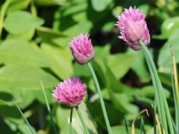 Blüten-Schnittlauch 'Rising Star', Allium schoenoprasum 'Rising Star', Topfware