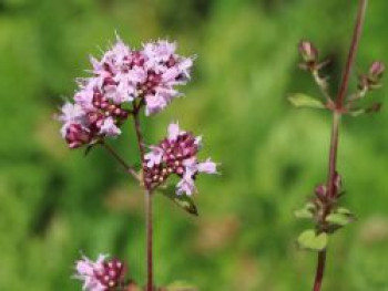 Blumen-Dost &#8218;Herrenhausen&#8216;, Origanum laevigatum &#8218;Herrenhausen&#8216;, Topfware