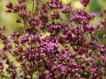 Blumen-Dost &#8218;Hopleys&#8216;, Origanum laevigatum &#8218;Hopley&#8216;, Topfware