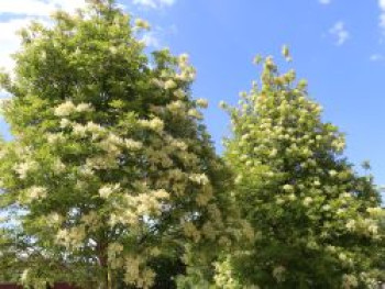 Blumenesche, Mannaesche, 30-50 cm, Fraxinus ornus, Topfware
