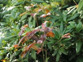 Blumenhartriegel 'Summer Sky Tree', 60-80 cm, Cornus kousa 'Summer Sky Tree', Containerware