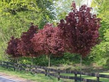 Blut-Ahorn &#8218;Crimson Sentry&#8216;, Stamm 50-60 cm, 60-100 cm, Acer platanoides &#8218;Crimson Sentry&#8216;, Stämmchen