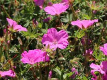 Blut-Storchschnabel &#8218;Ankum&#8217;s Pride&#8216;, Geranium sanguineum var. striatum &#8218;Ankum&#8217;s Pride&#8216;, Topfware