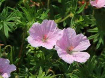 Blut-Storchschnabel 'Apfelblüte', Geranium sanguineum var. striatum 'Apfelblüte', Containerware