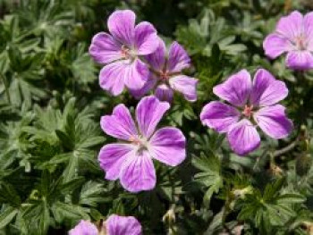 Blut-Storchschnabel &#8218;Canon Miles&#8216;, Geranium sanguineum &#8218;Canon Miles&#8216;, Topfware