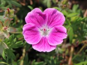 Blut-Storchschnabel &#8218;Elke&#8216;, Geranium sanguineum &#8218;Elke&#8216;, Topfware