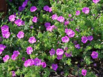 Blut-Storchschnabel &#8218;Elsbeth&#8216;, Geranium sanguineum &#8218;Elsbeth&#8216;, Topfware