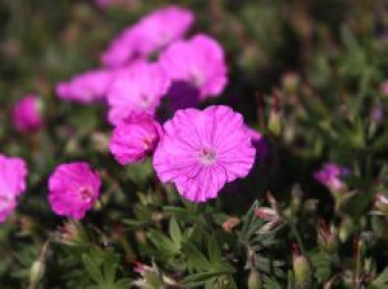 Blut-Storchschnabel &#8218;Glenluce&#8216;, Geranium sanguineum &#8218;Glenluce&#8216;, Topfware