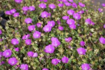 Blut-Storchschnabel 'Max Frei', Geranium sanguineum 'Max Frei', Containerware