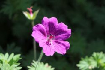 Blut-Storchschnabel &#8218;Ron Leed&#8216;, Geranium sanguineum &#8218;Ron Leed&#8216;, Topfware