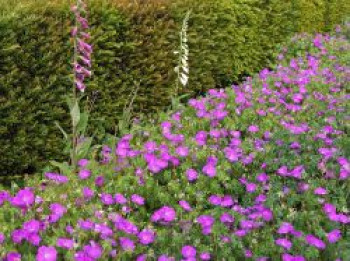 Blut-Storchschnabel &#8218;Tiny Monster&#8216;, Geranium sanguineum &#8218;Tiny Monster&#8216;, Topfware