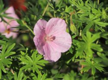 Blut-Storchschnabel &#8218;Vision Light Pink&#8216;, Geranium sanguineum &#8218;Vision Light Pink&#8216;, Topfware