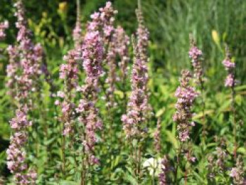 Blut-Weiderich 'Blush', Lythrum salicaria 'Blush', Topfware