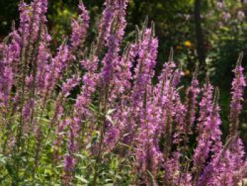 Blut-Weiderich 'Lady Sackville', Lythrum salicaria 'Lady Sackville', Topfware