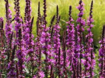 Blut-Weiderich, Lythrum salicaria, Topfware