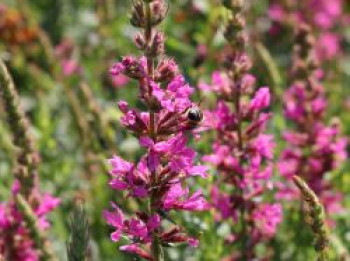 Blut-Weiderich &#8218;Morden Pink&#8216;, Lythrum salicaria &#8218;Morden Pink&#8216;, Topfware